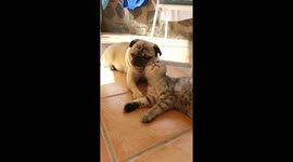 Pug tries cosying up to indifferent cat
