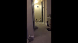 Cat jumps incredibly high to catch fly