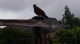 Close encounter with huge hawk who rudely refuses ride