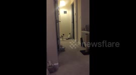 DUPLICATE Cat jumps incredibly high to catch fly