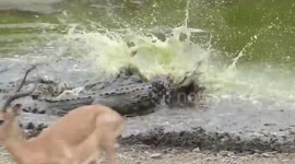 Massive crocodile pounces on impala and kills it