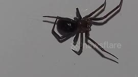 Sting: Cupboard  Widow Spider