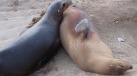 Sea Lion Couple 'Cuddling' on the Beach