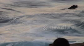 Sea Lion Caught Swimming in Surf