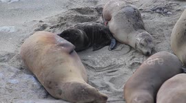 Baby Sea Lion Suckles at Sunset