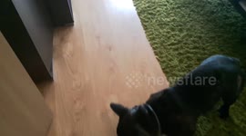 Frenchie playing with toy