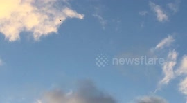 Angry bird circles noisy drone