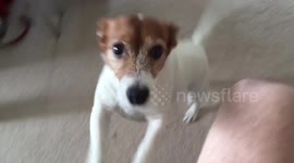 Cute dog loses it when asked if she'd like a walk.