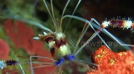 Scary underwater shrimp