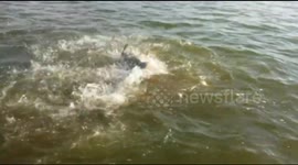 Fishermen film sharks attacking and eating another shark