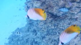 Bora Bora swim through Coral Garden romantic under waterworld