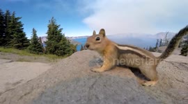 Chipmunk's of Crater Lake National Park, Oregon. GoPro Hero 4
