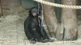 Young bonobo can't stop spinning