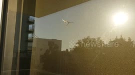 Stick insect escapes from the wild fire In Funchal, Madeira Island