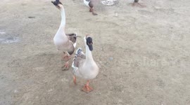 Wild Geese Attack