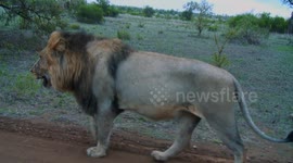 An Unexpected Morning walk with a Lion!