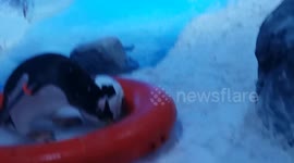 Rare footage of penguin playing with a football