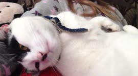 Cute cat