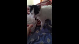 Loving cat