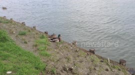 Beautiful view of the ducks on the banks of the river-2