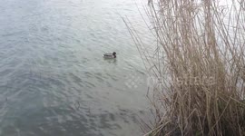 Beautiful view of the ducks on the banks of the river-3