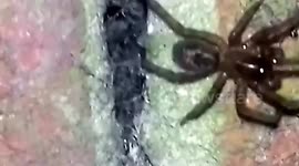 Lace Web Spider Nest in Brick wall