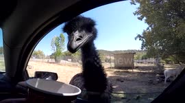 Emu feeding, Wild Life Safari. Winston Oregon. GoPro Hero 4