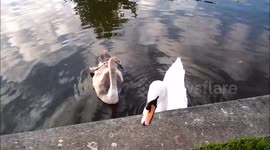 Nervous Swan, who wants to eat.