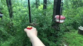 Handfeeding Hummingbirds