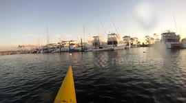 Sea lion actually throws stingray at kayaker