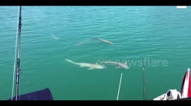 Incredible moment crocodiles and sharks swim near boat