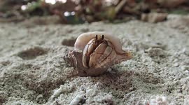 Cute Hermit Crab waking up and crawling away