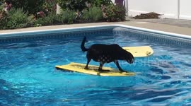 Dog struggles to choose between two bodyboards