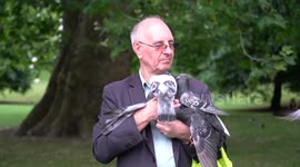 These pigeons really like this man