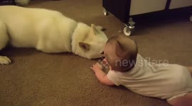 Husky and baby playing!