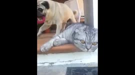 Pugandcat : Pug wants to share toys