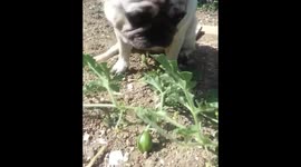 Pugandcat : Watermelon