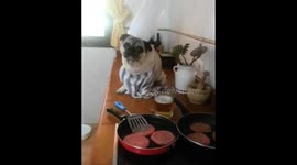 Pug and cat demolish massive cheeseburger