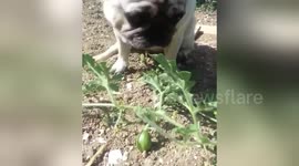 Newsflare Edit - Pugandcat : Watermelon