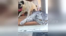 Newsflare Edit - Pugandcat : Pug wants to share toys