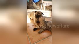 Newsflare Edit - Pug tries cosying up to indifferent cat