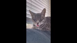 Cat Falls Asleep With Tongue Out