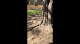 Crust the Rescue Dog Swinging Around