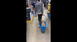 Looking for a Spoiled Dog, Does Anyone Seen Him?