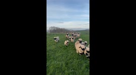 Valais Black Nose Sheep