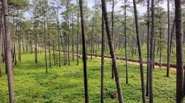 Drone video of a red-tailed hawk in southern Georgia