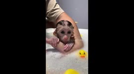 Baby Monkey Takes a Bath