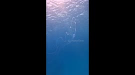 Amazing Translucent Sea Creature