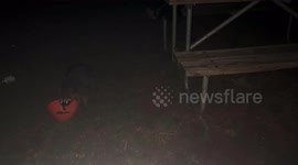 Crazy Raccoon eating the dog food at our campsite in the middle of the night