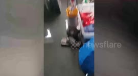 Family 'forced to sleep outside after rats started jumping out of their toilet'